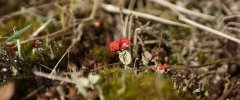 Cladonia sp