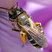 Andrena wilkella