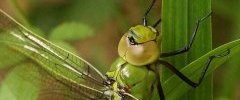 Anax imperator Anax empereurDSC07961 1