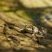 Grenouille verte
