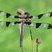 Libellule gracieuse (Libellula pulchella) mâle