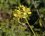 Fleur de dilotaxis des vignes - sous réserve