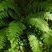 Polistic à frondes soyeuses (polystichum setiferum)