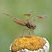 Périthème délicate (Perithemis tenera) femelle