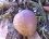 corme, fruit du Cormier / Sorbus domestica L.