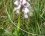 Orchis bouffon (anacamptis morio)