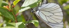 Aporia crataegi 001