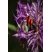 Clairon des abeilles