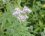 Fleur d'eupatoire à feuilles de chanvre
