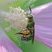 Genus Agapostemon