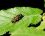 Xylota segnis mâle