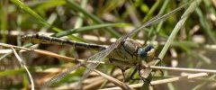 Gomphus pulchelus Gomphe joli