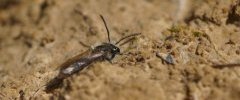 Andrena cineraria sous réserve