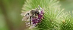 Colletes sp