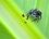 Phidippus audax (2)