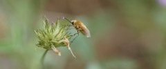 Bombyle sp