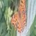 Robert le diable, Polygonia c-album