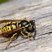 Polistes sp.