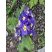 Primula vulgaris