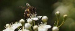 Apis mellifera