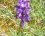 Orchis bouffon (anacamptis morio)