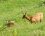 Isards, Izards, Rupicara pyrenaica