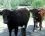 Vaches"Salers" : Monsieur et Madame