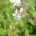 Compagnon blanc