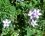 Erodium cicutarium (bec de grue à feuilles de cigüe)