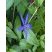 Vinca major var. hirsuta.