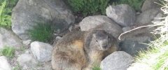 Marmotte des Alpes (Marmota Marmota)