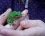 Rainette verte - grenouille arboricole