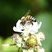 Abeille domestique