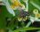 Profil de graphomya maculata