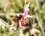 Ophrys abeille ou bécasse