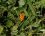 Arum en fruit