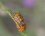 Carpocoris purpureipennis ou C. pudicus ?