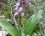 Orchis géant (Himantoglossum robertianum)