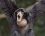 Gibbon fougueux