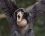 Gibbon fougueux