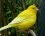 Canari chanteur