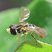 Syrphe marginé (Toxomerus marginatus)