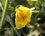 Fleur de glaucière jaune