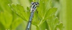 Agrion jouvencelle Coenagrion puella