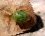 Punaise verte des bois (palomena prasina)