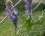 Vesce craque (vicia cracca)