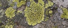 Lichen