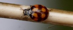 Coccinelle sp