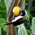 Cyanocorax cyanopogon