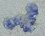 Petites méduses bleues (cyanées de Lamarck)